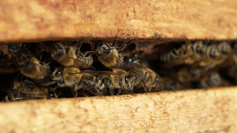 'Apicidio' en masa: Masacran en California a 200.000 abejas rusas e italianas
