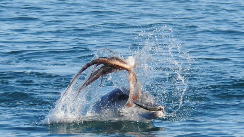 Caso sin precedentes: Un pulpo gigante mata por asfixia a un delfín  (FOTO)