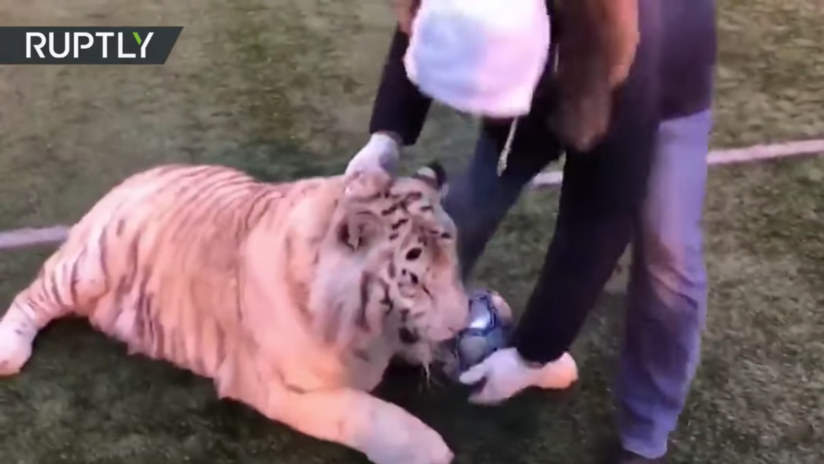 Un tigre que juega al fútbol mejor que Ronaldo conquista la Red (VIDEO)