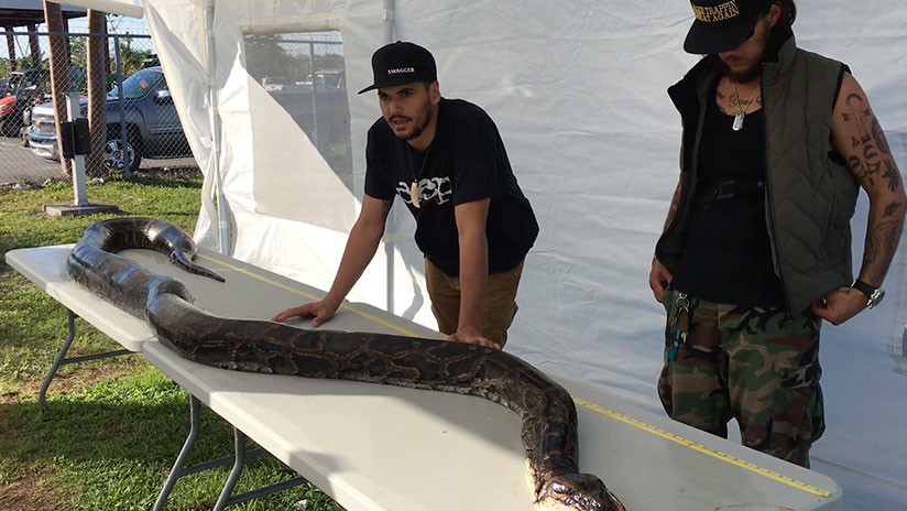 "Le disparé justo en la cabeza": Capturan una pitón gigante en EE.UU.