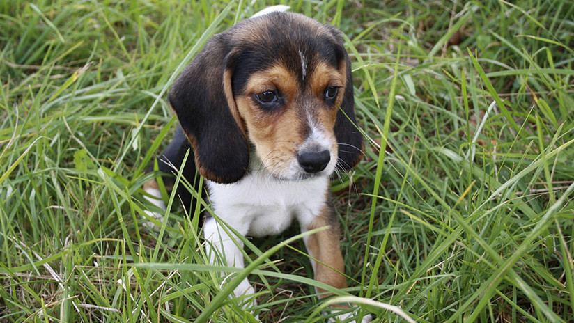 Rusia: Un cachorro dispara y mata a su dueño
