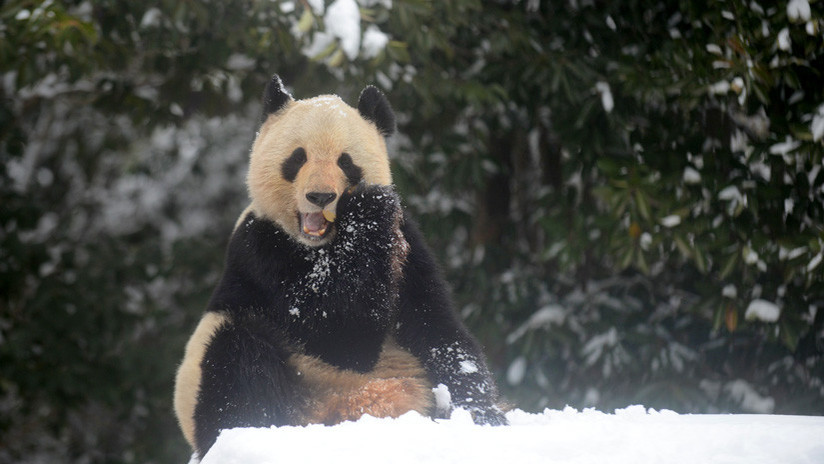 La incontenible alegría de los osos panda tras una nevada en China (IMÁGENES ADORABLES)