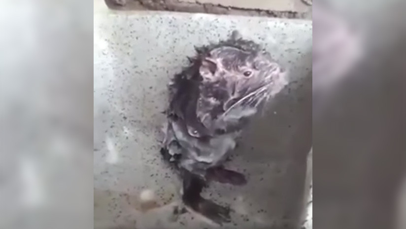 VIDEO: Captan un ratón que 'se ducha' como si fuera un humano