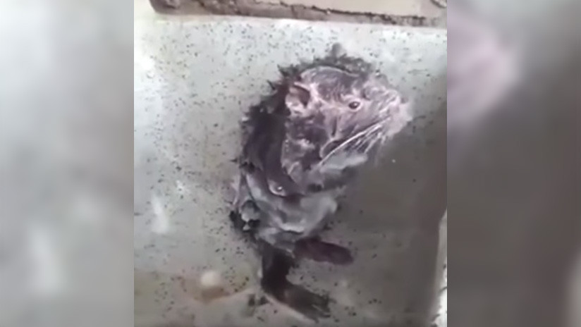 La "irritante" verdad sobre el video viral del ratón que se ducha (VIDEO)