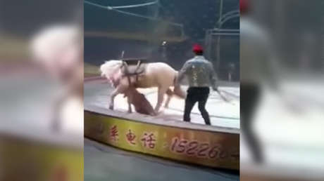 VIDEO: Un tigre y una leona atacan a un caballo en plena función de un circo chino