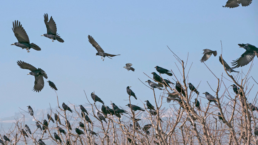 Como en una peli de Hitchcock: Miles de pájaros oscurecen el cielo de Texas (VIDEO)