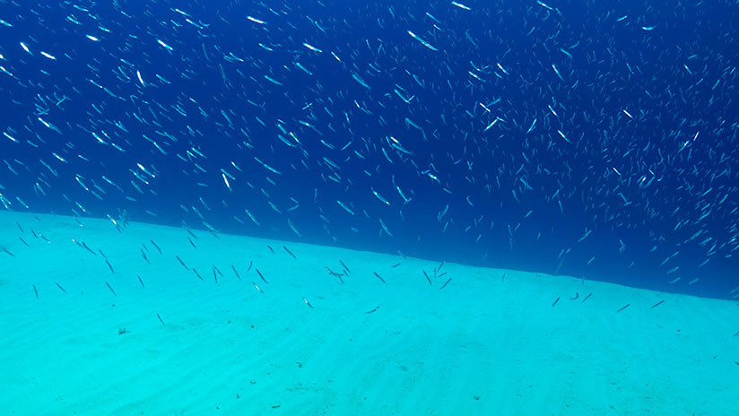 Escalofriantes sonidos emanan de las profundidades del mar Rojo