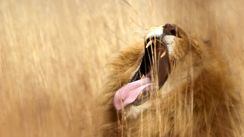 Una manada de leones devora a un cazador furtivo en Sudáfrica