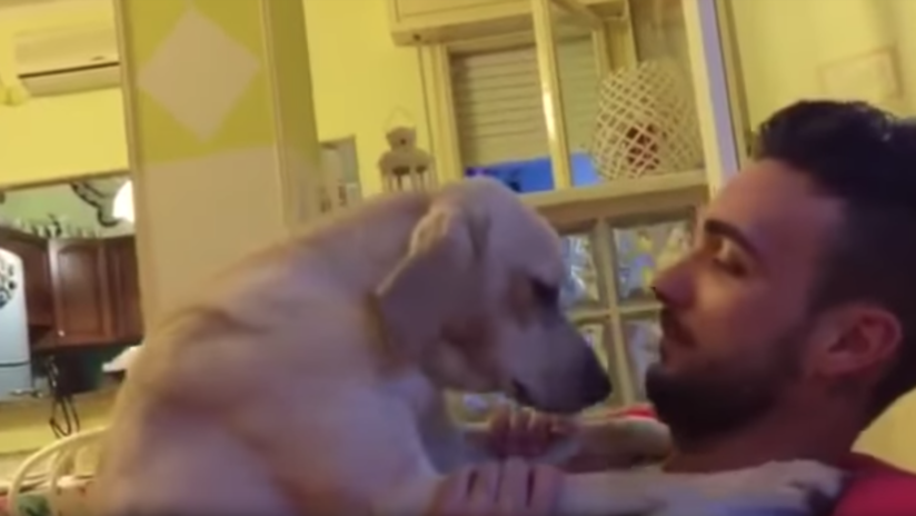 TIERNO VIDEO: Perro arrepentido no da otra opción que perdonarlo 