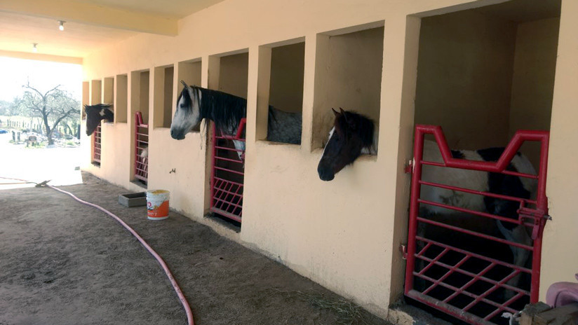 Policía mexicana localiza drogas y animales abandonados en un parque ecológico (VIDEO, FOTOS)