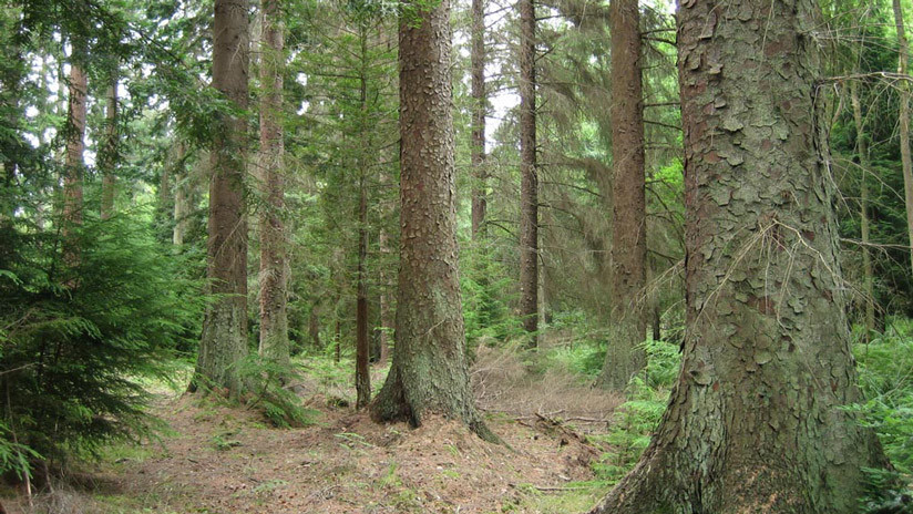 El Bosque De Los Sueños Wikipedia