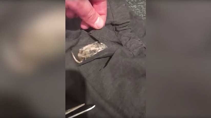 VIDEO: Halla un ratón muerto cosido en el uniforme escolar de su hija