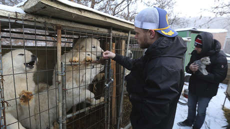 El esquiador de freestyle Gus Kenworthy, en una granja de cría de perros para fines alimentarios en Siheung (Corea del Sur), el 23 de febrero de 2018.