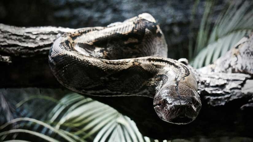 Una pitón gigante se traga un ciervo más pesado que ella (VIDEO, FOTO)