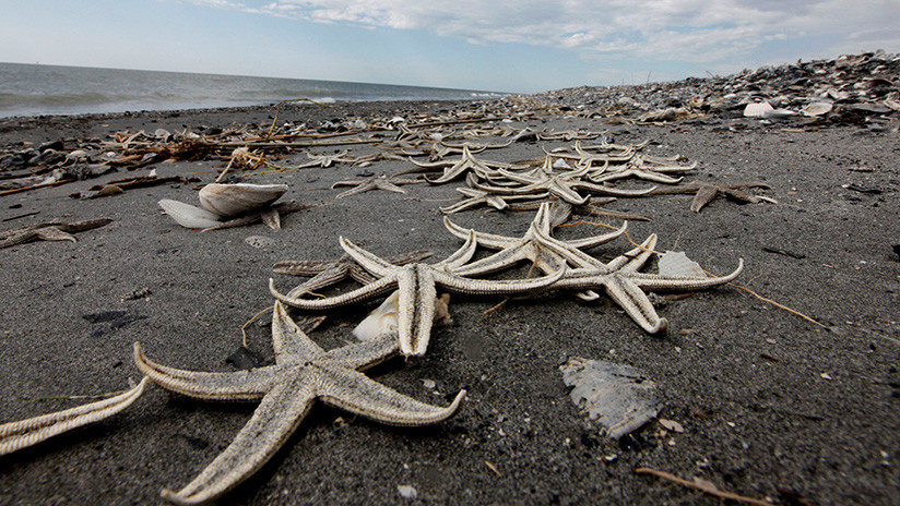 FOTOS, VIDEO: Un "Armagedón" de estrellas marinas se desató en una playa de Reino Unido