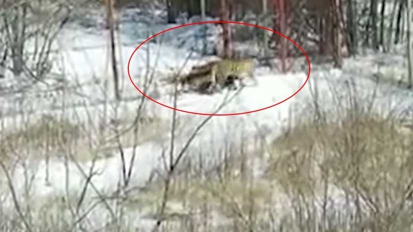 Una tigresa aterroriza una aldea rusa (VIDEO)
