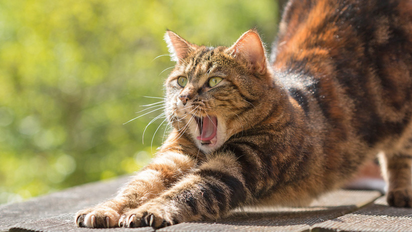 FOTOS: La última moda en Japón, fotografiar gatos estirados al máximo y publicarlo en la Red