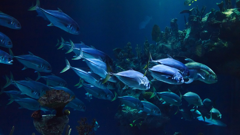 Hallan 15 cerebros fosilizados de una extraña criatura marina de hace más de 520 millones de años