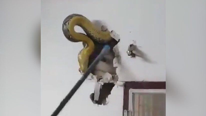 VIDEO: Descubre una enorme pitón de 4,5 metros en la pared de su piso