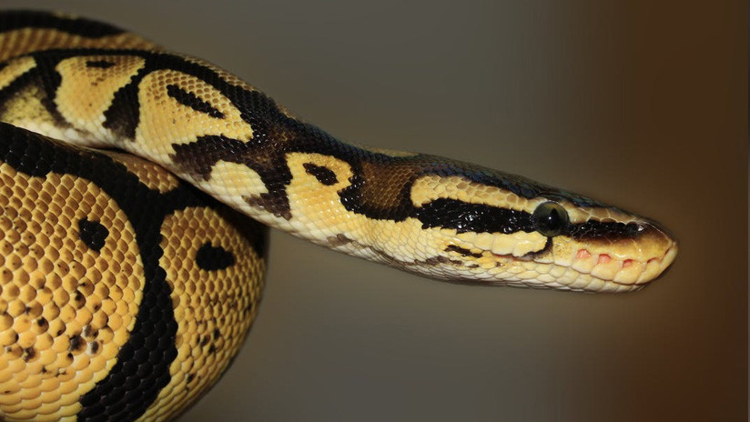 FOTO, VIDEO: Hallan una serpiente con dos cabezas y dos corazones