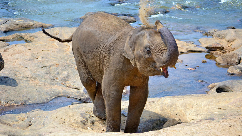 VIDEO: Un elefante juguetón se sienta sobre el regazo de una turista