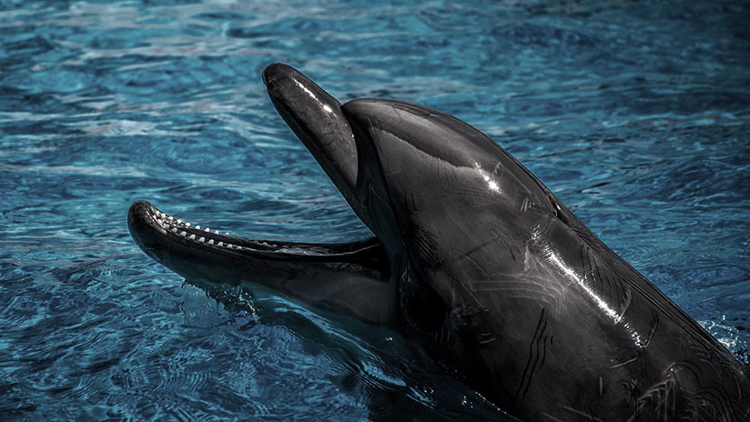 VIDEO: Dos orcas atacan a un delfín ante la mirada de los científicos