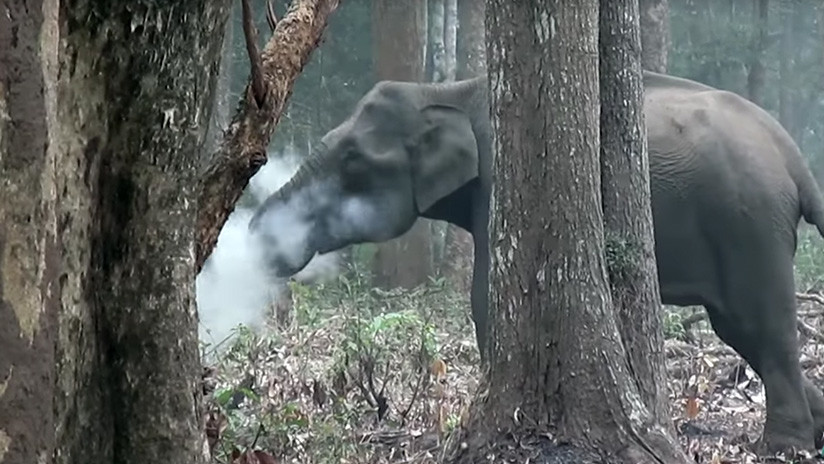 VIDEO: Filman a un elefante 'fumando' en un bosque