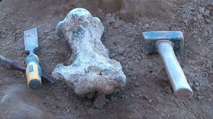 VIDEO: Pasean por una playa argentina y hallan el fósil de un animal antiguo