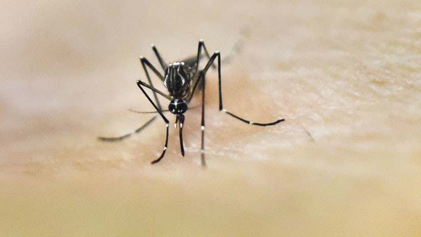 Brasil planea vacunar a toda la población ante la epidemia de fiebre amarilla