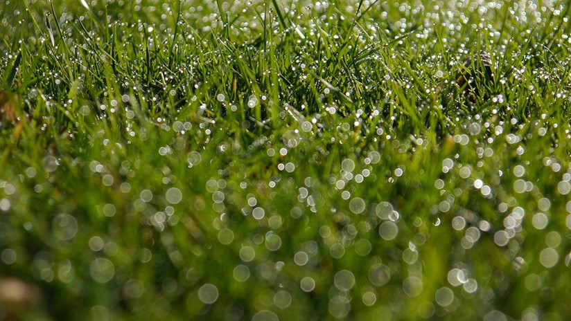 FOTO: Entrenador de fútbol protege de la lluvia a sus jóvenes pupilos en España