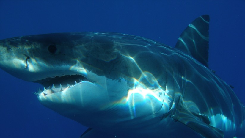 VIDEO: Un tiburón blanco gigante ronda el bote de un pescador en Florida