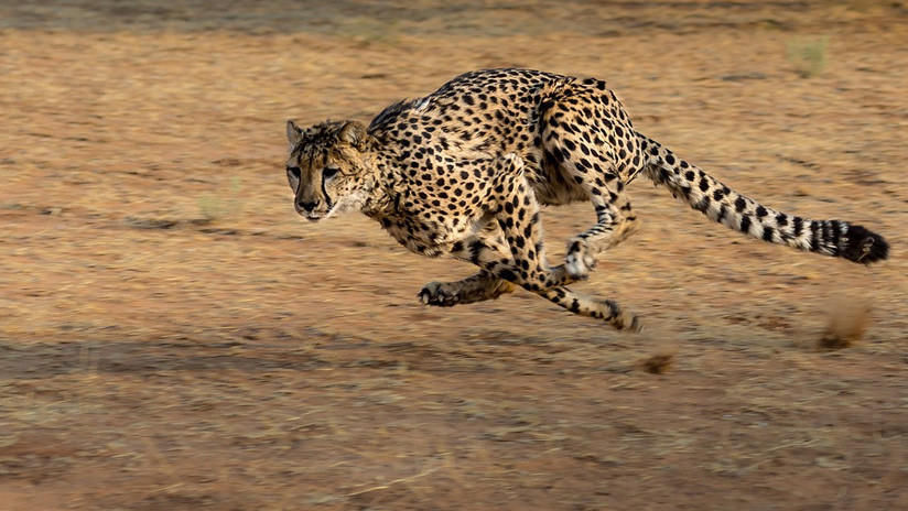 VIDEOS: Se lleva el susto de su vida cuando un guepardo entra en su vehículo en un safari 