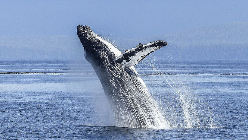 VIDEO: Ballenas sorprenden a jóvenes que practicaban kayak en Chile