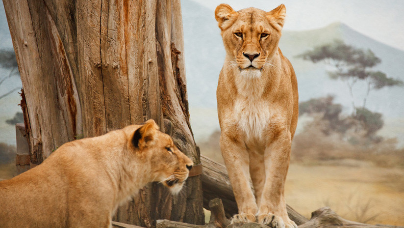 VIDEO: Búfalos con un 'león' a la cabeza resisten el ataque de una manada de leonas