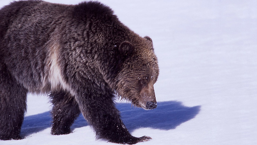 VIDEO: Unos pescadores rusos persiguen en motos de nieve a un oso en las islas Kuriles