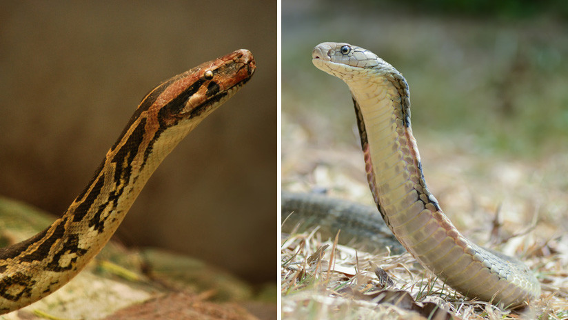 VIDEO: Filman una reñida pelea entre una cobra y una pitón