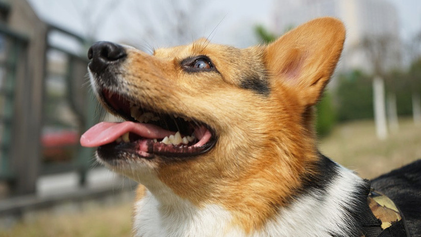 Un surcoreano mata y cocina al perro de su vecino y lo invita a comérselo