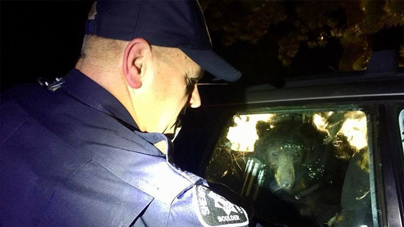 VIDEO: Un oso "enojado con hambre" entra en un coche y queda encerrado