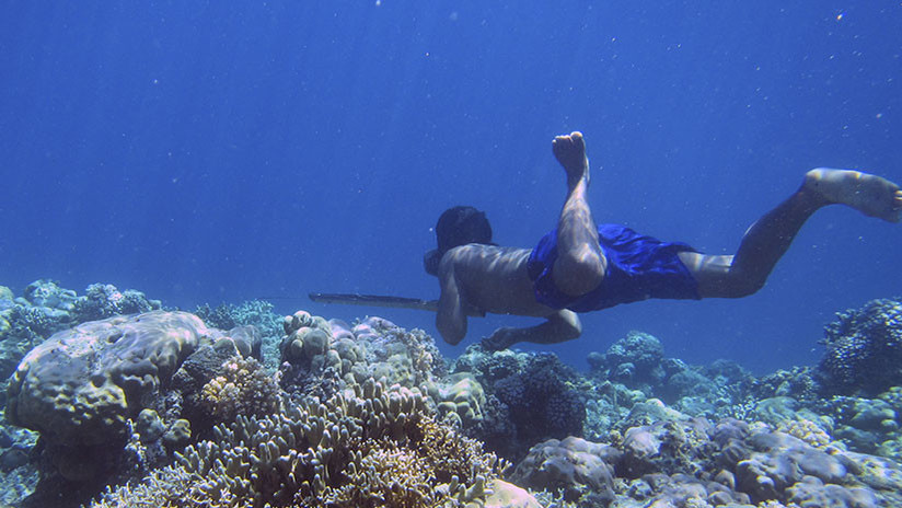 Descubren el secreto de las capacidades extraordinarias de los 'gitanos del mar'