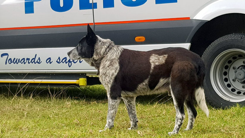 'Superhéroe' de cuatro patas: Un perro sordo y casi ciego salva a una niña perdida en las montañas