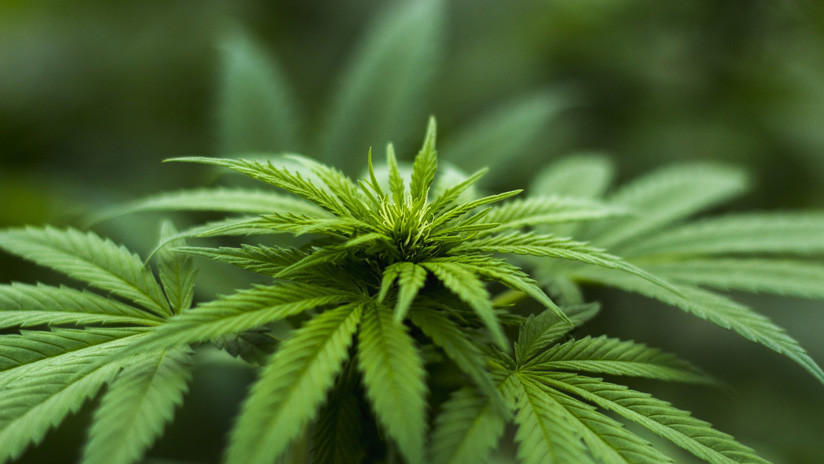 Lanzan un chocolate con cannabis en Alemania y se vende toda la partida en pocos días