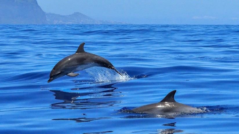 a delfinlátásról