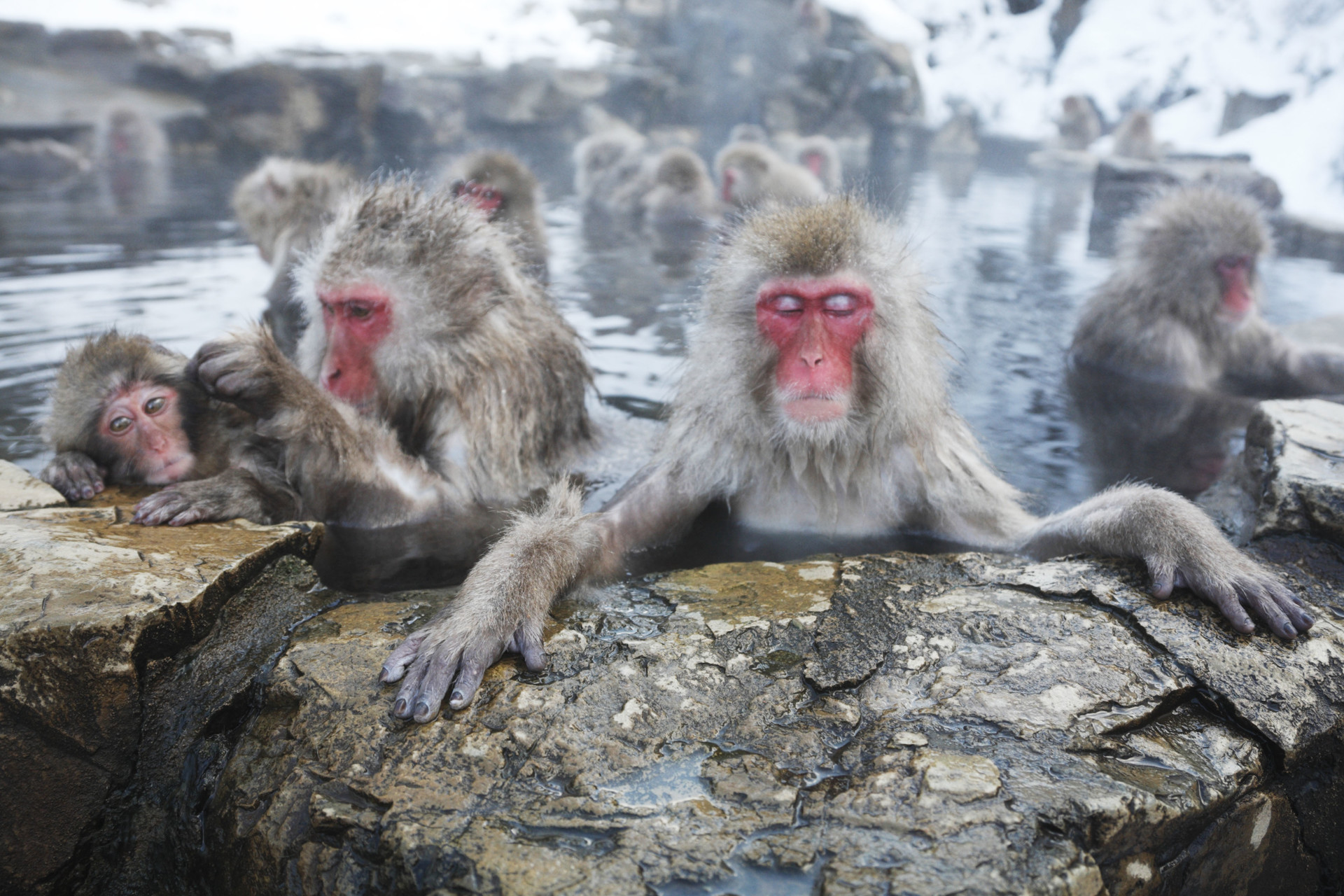 Los monos rebajan su estrés con baños en aguas termales