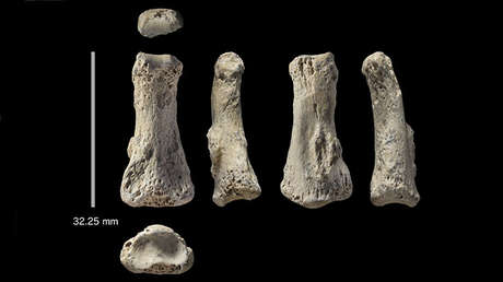 Falange fosilizada del dedo medio de un Homo sapiens, encontrada en la excavación arqueológica Al Wusta, Arabia Saudita.