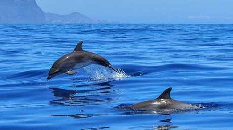 '¡Al ataque!': Delfines se colocan en fila y derriban a un surfista en Australia (VIDEO)