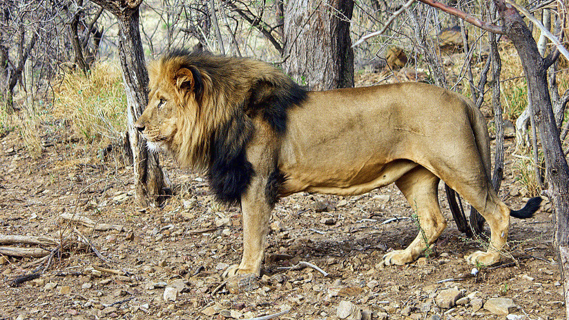 FUERTE VIDEO: Un león ataca al dueño de una reserva de caza en Sudáfrica