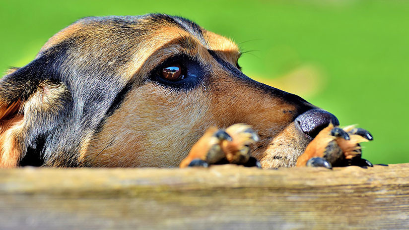 ¿Perros narcotraficantes? Veterinario colombiano usaba cachorros para introducir heroína en EE.UU.