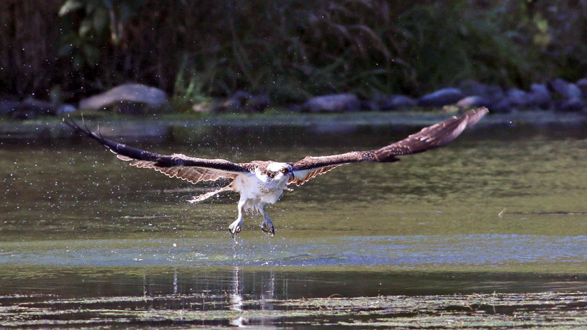 FOTO ÚNICA: Un águila atrapa a un tiburón que había atrapado a un pez