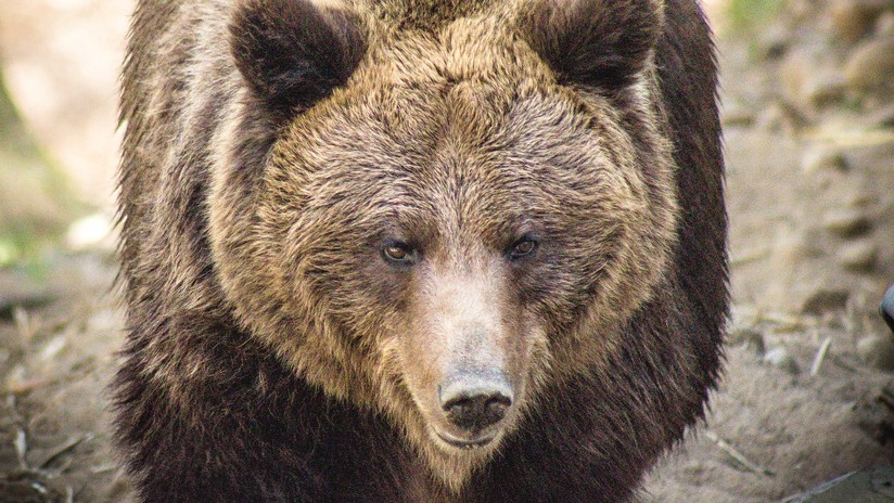 VIDEO: Un oso mata a un taxista que paró para hacerse un selfi con él (18+)