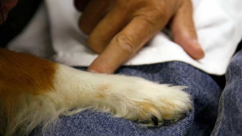 El 'Hachiko' chino: un perro espera a su amo todos los días junto a una estación de metro (VIDEO)